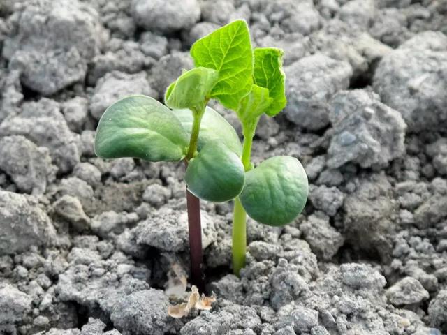 在家里种毛豆的人，一定很懂生活丨毛豆的种植方法