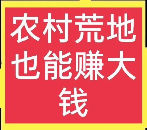 农村荒地别浪费了，种上这些农作物，荒地也能赚大钱