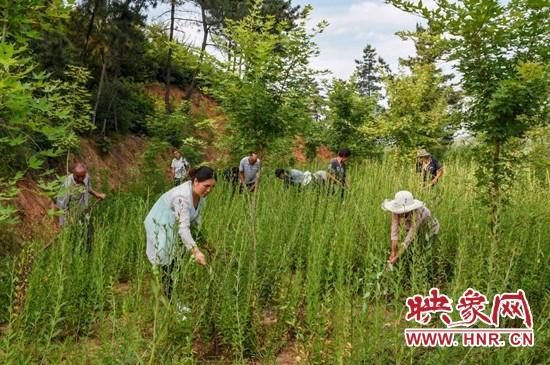 南召县崔庄乡：绿色产业满山岗 荒山变成“金银滩”