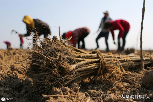 桃树如何种植能1年栽植，第二年就挂果？这3点生长规律要知道