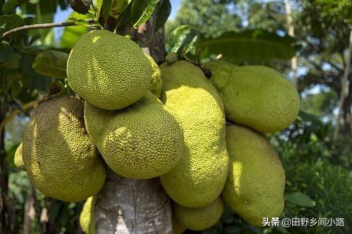 农村一种菠萝蜜的种植技术，正是很多果农朋友需要的干货