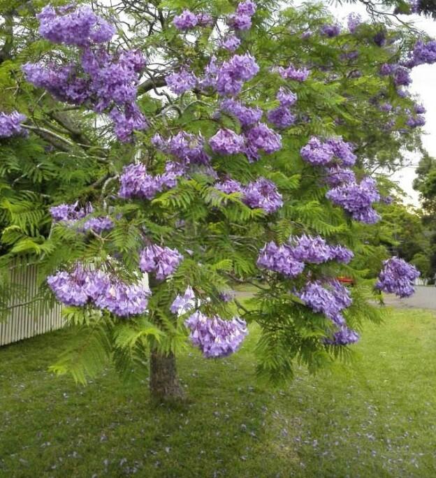 蓝花楹：紫蓝色的花海世界，蓝花楹的栽培方法