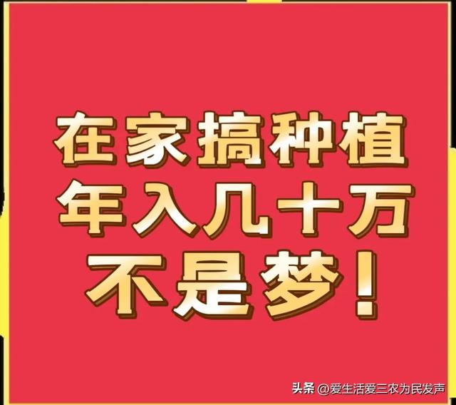 在家种什么既赚钱又简单？这些项目值得考虑，有人因此发家致富！