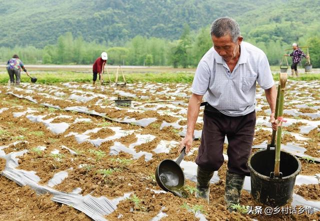 10分钟教会你掌握种菜的核心技术，长势和产量全靠这，太实用