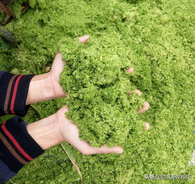 不爱吃、浪费！牧草饲喂猪鸡鸭鹅怎么样饲喂才能更好地利用