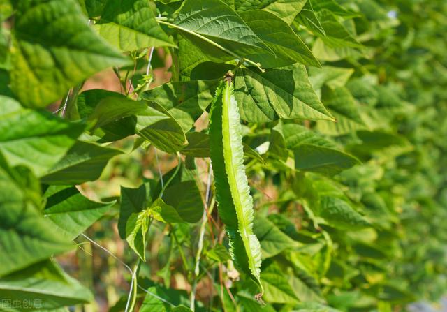 四棱豆栽培技术，掌握了正确的种植技术才能获得更高的产量