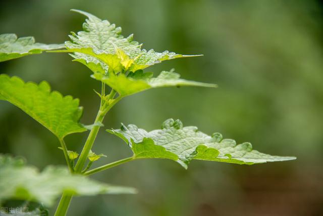 四川人很爱吃的5种野菜，折耳根没上榜，你吃过几种？