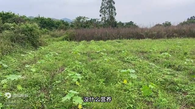 小伙利用自家闲置的一亩三分地，做偏门种植，2年就盖起楼房