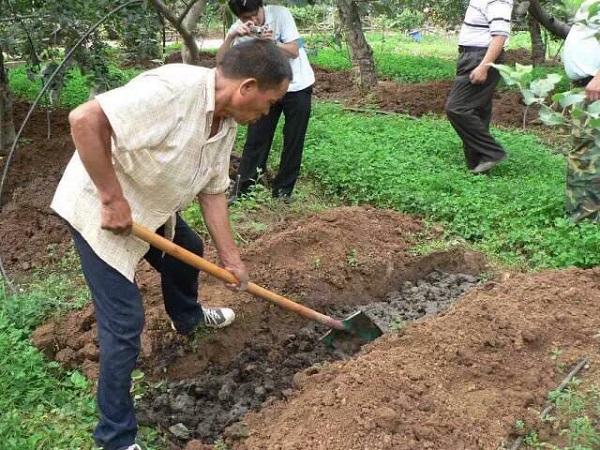 中国农民种植苹果的8个技巧，让家里的苹果树增产增收