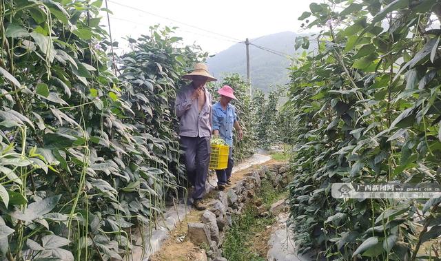 大化加城村：豇豆种植基地迎来首个收获季