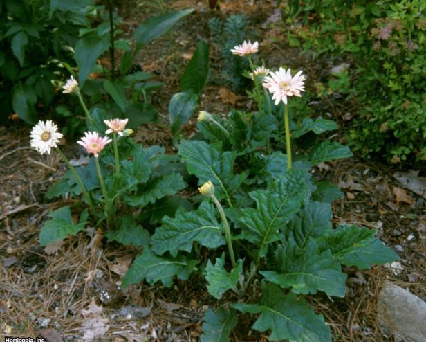 如何种植非洲菊雏菊