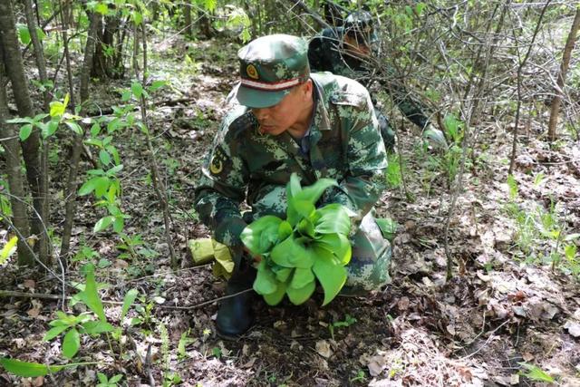 悬崖缝隙长出两根野山葱一斤卖10块，大哥在地里种一亩，创收2万