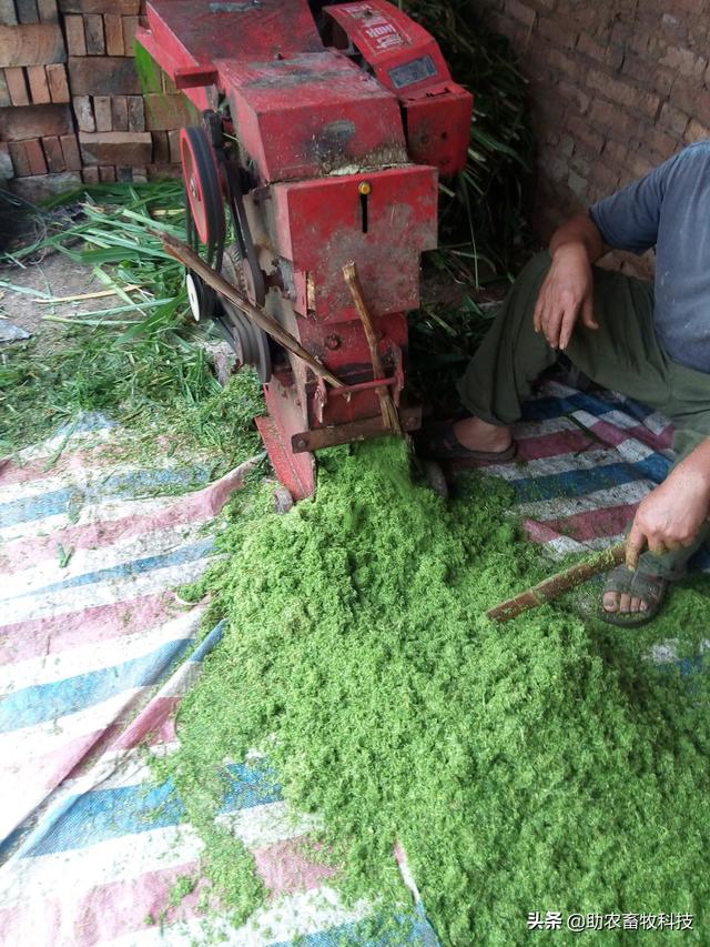 不爱吃、浪费！牧草饲喂猪鸡鸭鹅怎么样饲喂才能更好地利用