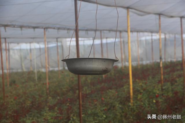 大棚种植的玫瑰花也需要保暖，这5个方法你不得不用