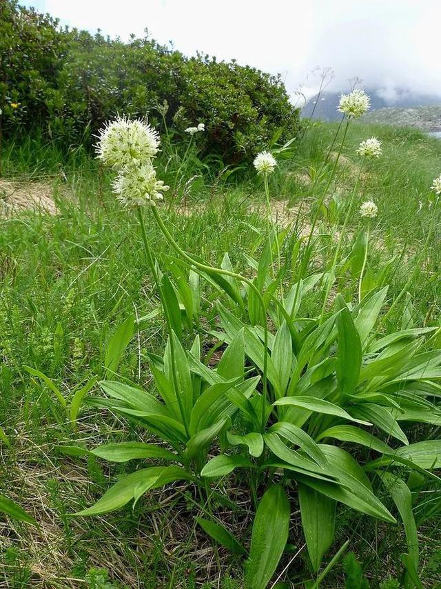 悬崖缝隙长出两根野山葱一斤卖10块，大哥在地里种一亩，创收2万