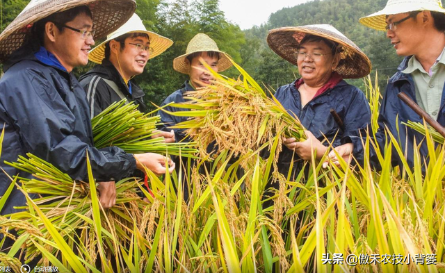 种植水稻巧补硅，前期长势好、后期产量高！水稻硅肥正确使用方法