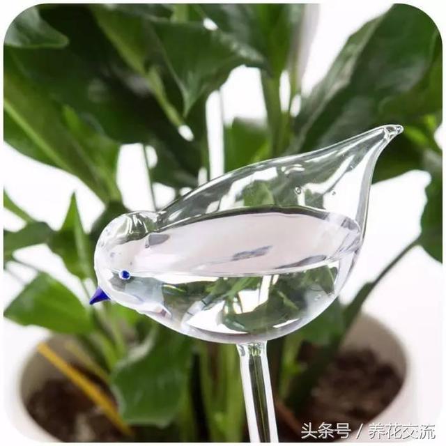 用这5种方法自动浇花，离家几周植物都不会缺水