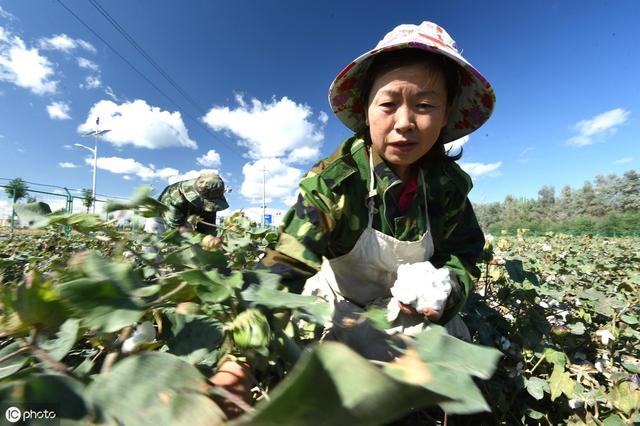 棉花怎么管理？做好这4点，棉花优质又优产