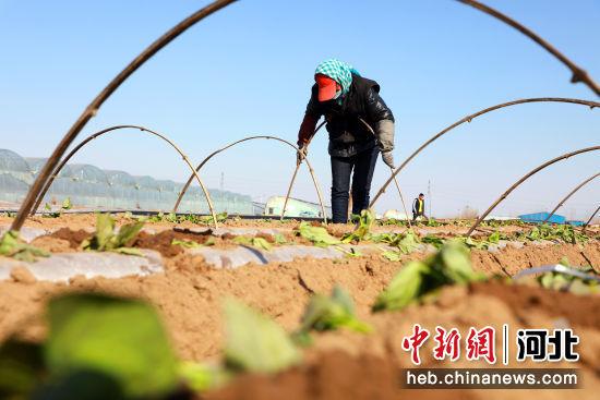 河北滦南：春耕进行时 红薯种植忙