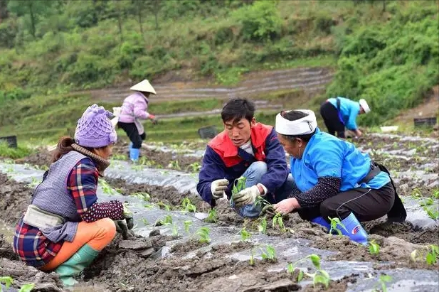 甘肃“辣椒王”刘彦斌，年入4000万，还带动5000多户农户一起致富