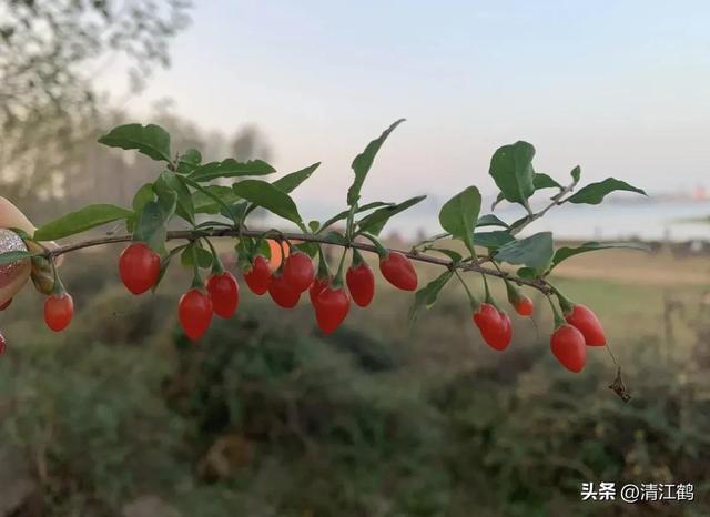 卖得贵很挣钱的枸杞菜，如何种植？5步骤搞定饭桌上的“香饽饽”