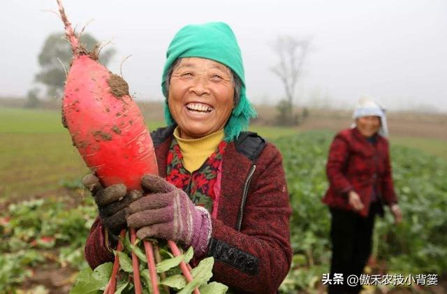 高产萝卜种植技术，实用干货，建议收藏