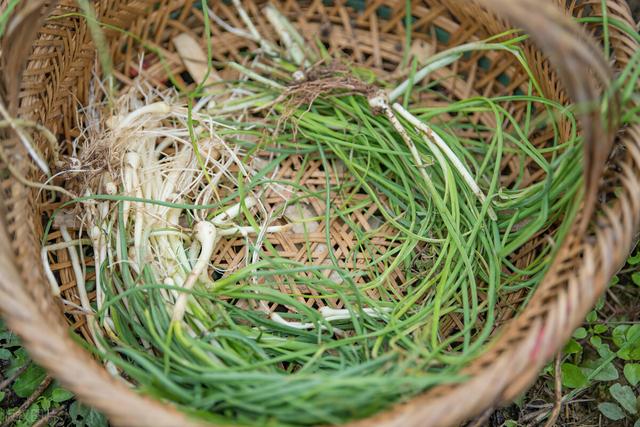 四川人很爱吃的5种野菜，折耳根没上榜，你吃过几种？