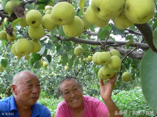 梨树什么时候嫁接？用什么砧木最好？有哪些方法？如何高接换头？