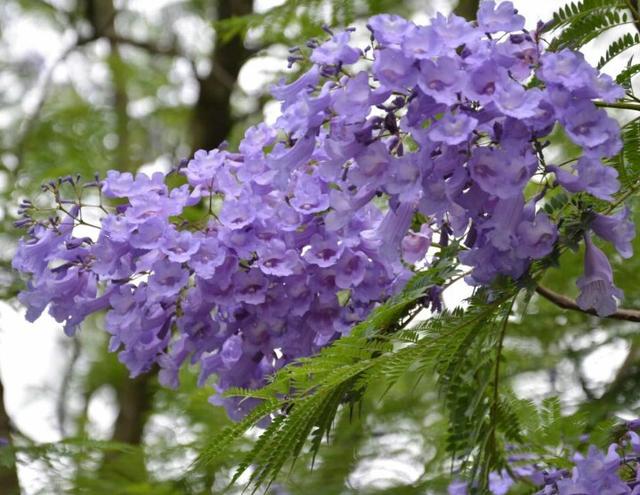 蓝花楹：紫蓝色的花海世界，蓝花楹的栽培方法