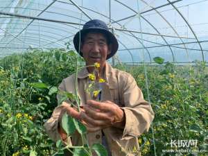 张北适合种植什么(张北县东号村：小藜麦“种”出致富路)