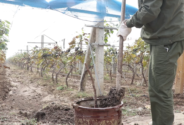 盆栽葡萄种植技术详细讲解！学习一下，在家就种植