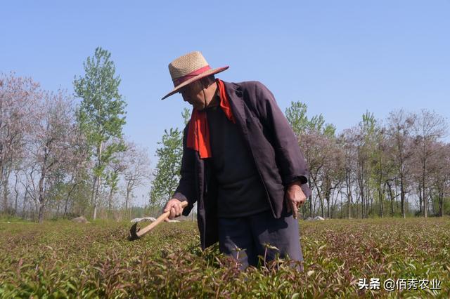 芍药花极具观赏功能，还能制成花茶，为啥农村种植户要摘下扔掉？