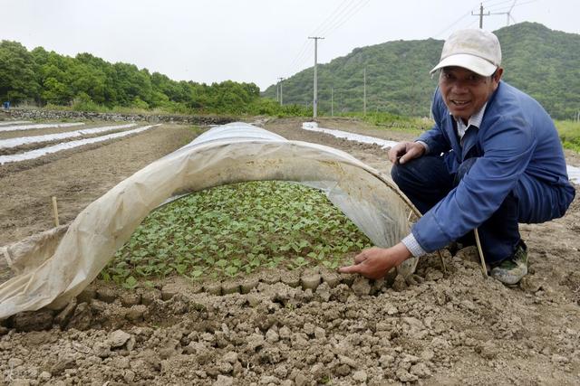 露地西瓜怎么种？老农用五句老话，传授西瓜定植5要素