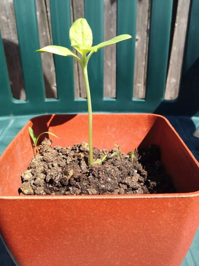 盆栽向日葵养护指南，这种不怕干旱，喜欢光照的植物特好养