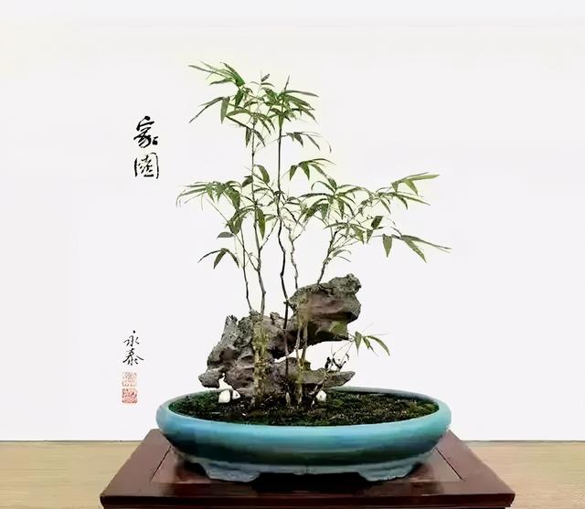 都说居不可无竹，教你制作一盆竹子盆景，放家里是一道靓丽的风景