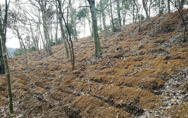 悬崖缝隙长出两根野山葱一斤卖10块，大哥在地里种一亩，创收2万