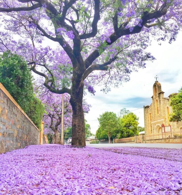 蓝花楹：紫蓝色的花海世界，蓝花楹的栽培方法