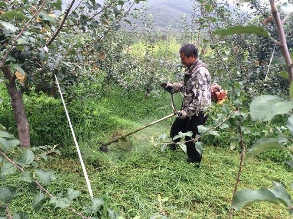 中国农民种植苹果的8个技巧，让家里的苹果树增产增收