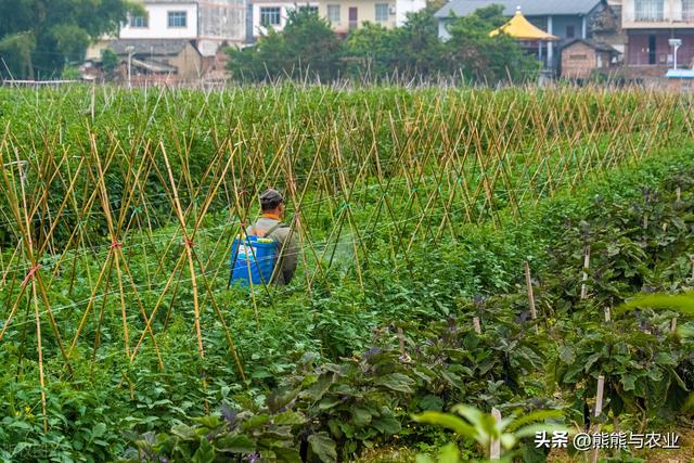 茄子完整种植过程，7个主要步骤，70天就能收获