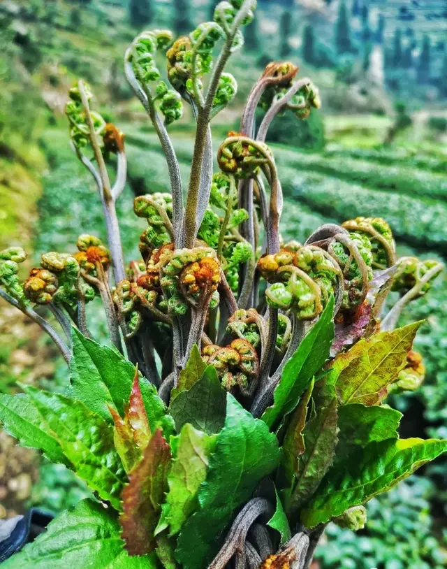 贵州人最爱的18种野菜，你尝过几种？