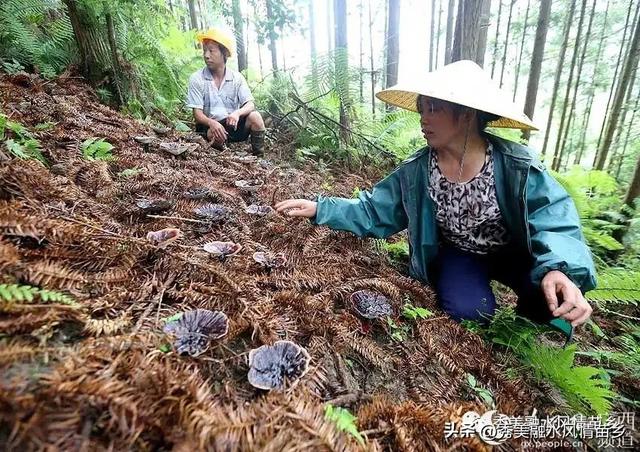 融水灵芝、紫黑香糯喜获广西地方标准立项