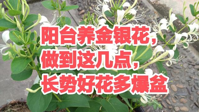 在阳台上养金银花，做到这几点，长势喜人花多爆盆