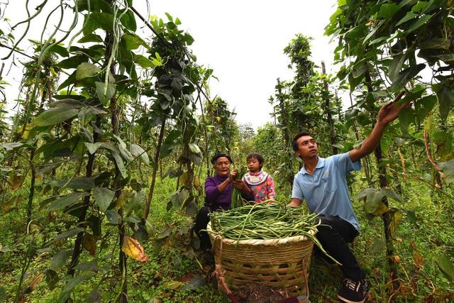 豇豆高产种植有妙招！农户知道吗？可以了解下