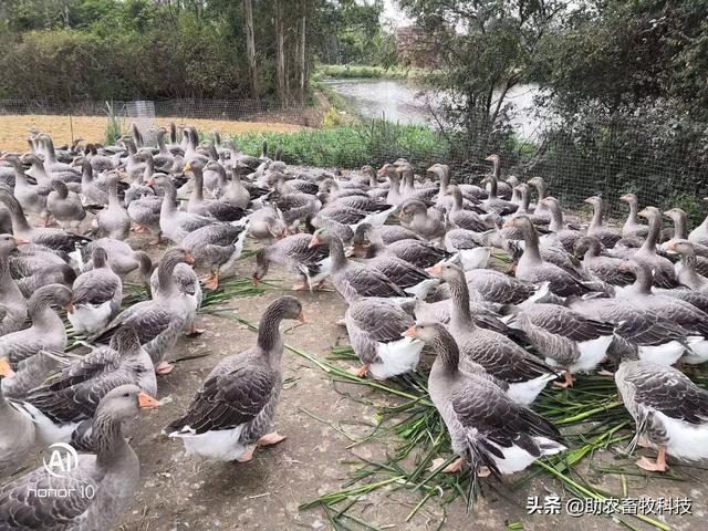 不爱吃、浪费！牧草饲喂猪鸡鸭鹅怎么样饲喂才能更好地利用