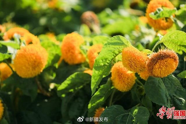 新疆呼图壁：玩具熊向日葵花开正艳引蜂来