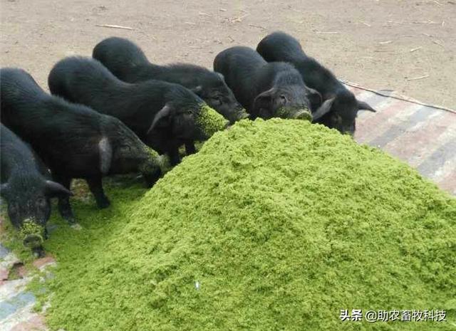 不爱吃、浪费！牧草饲喂猪鸡鸭鹅怎么样饲喂才能更好地利用