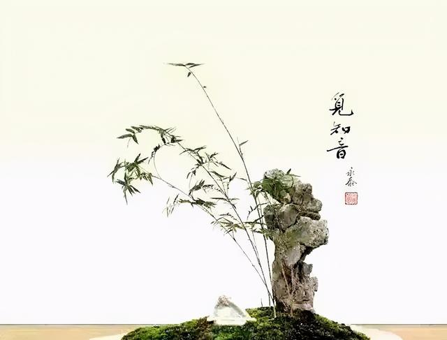 都说居不可无竹，教你制作一盆竹子盆景，放家里是一道靓丽的风景