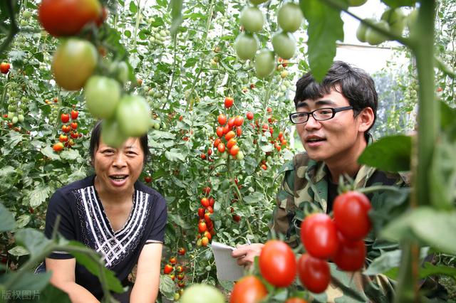 种植为什么使用温室大棚？温室大棚种植有哪些优点