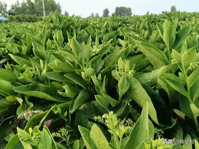 养猪的优质牧草，这五种有的亩产达20~30吨，能省一大半饲料成本