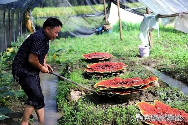 融水灵芝、紫黑香糯喜获广西地方标准立项